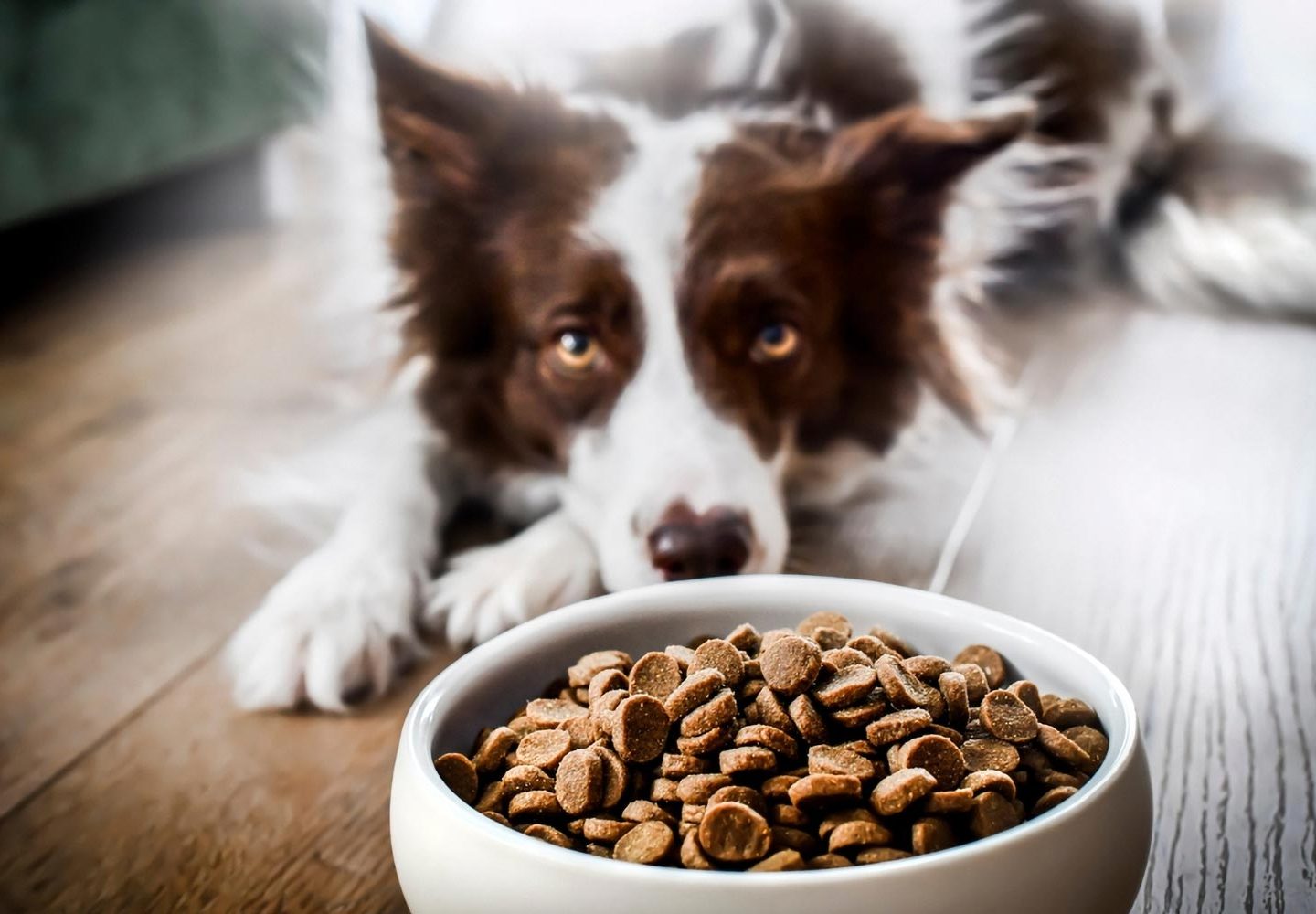 Clases de alimento para perros