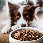 Clases de alimento para perros