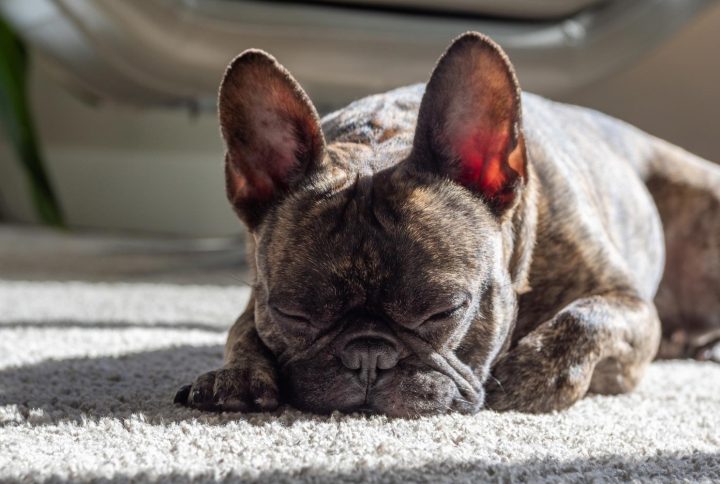 Cómo duermen los perros: La importancia del sueño canino