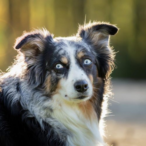 El Border Collie: la historia de max, el perro que desafió la inteligencia