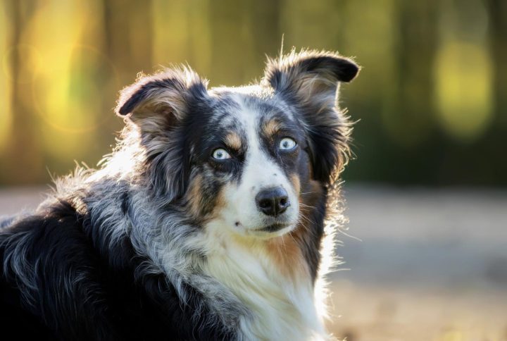 El Border Collie: la historia de max, el perro que desafió la inteligencia